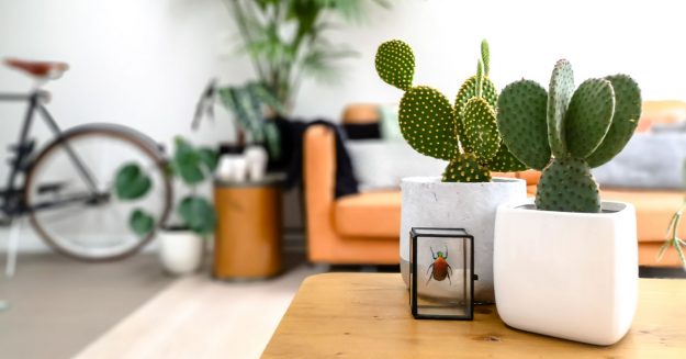 Κλασική Τραπεζαρία Urban Jungle: Δημιουργήστε μια Μικρή Ζούγκλα στο Σπίτι σας